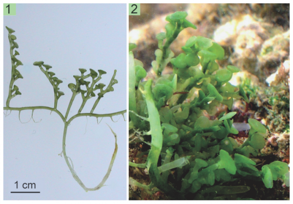 Caulerpa chemnitzia