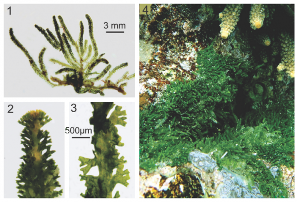 Caulerpa webbiana