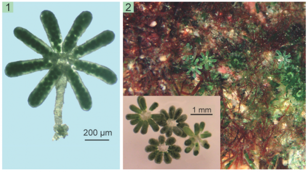 Parvocaulis clavatus