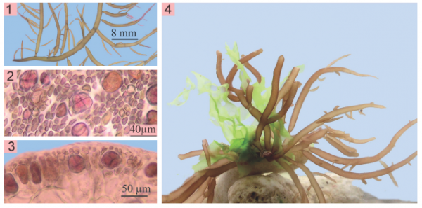 Gracilaria blodgettii