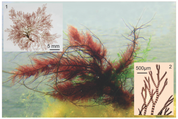 Ceramium cimbricum